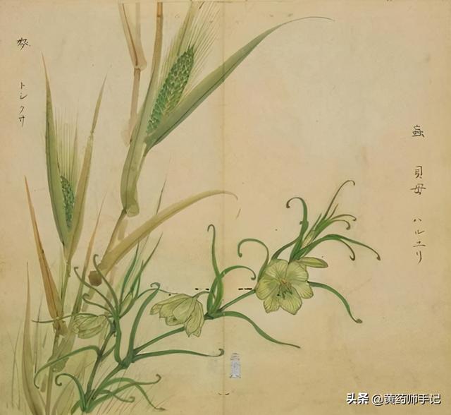 浙贝母的功效与作用，浙贝母的功效与作用及用量（浙贝还用于肿块郁结、乳腺增生、胃溃疡）