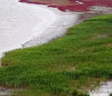 碱蓬菜的功效与作用，碱蓬的功效与作用（山野菜大全）