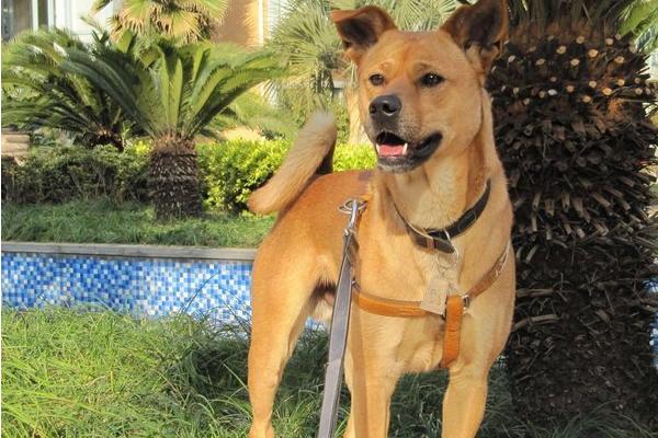 土狗怎么养，一个月的小土狗怎么养（中华田园犬饲养指南）