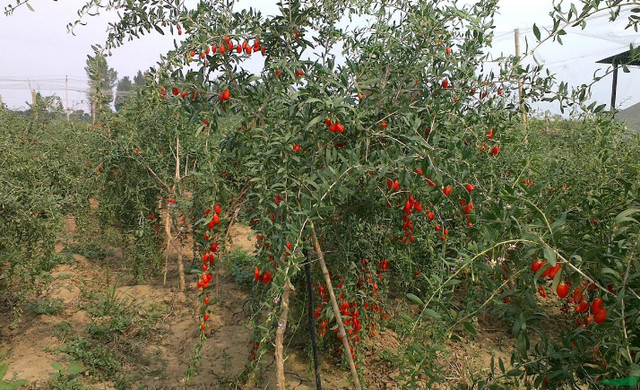 贺兰石的等级划分，贺兰石有什么基本特性（宁夏有五宝，说说枸杞这一宝）