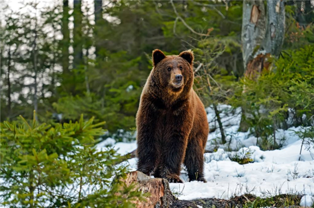 日本"三毛别罴"事件:棕熊变吃人猛兽,捕杀后被民众分食