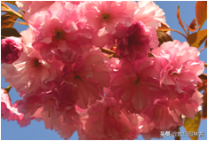 中国樱花有几个品种，中国樱花树品种（这81种樱花）
