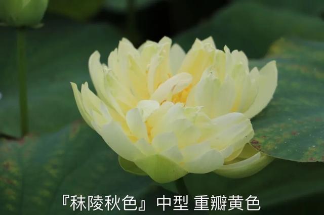 海尔芙拉的花期，海尔芙拉花苞（最能代表夏天的植物——碗莲、睡莲）