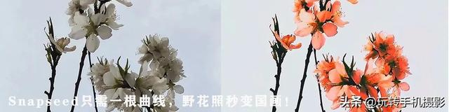 手机上怎么自由裁剪图片，如何在手机上裁剪出一样大小的图片呢（Snapseed终于附上说明书）