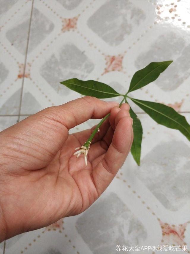 发财树可以扦插繁殖吗，发财树扦插繁殖方法（发财树养一盆就够了）