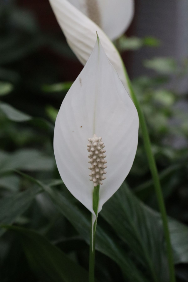 白掌的介绍白掌的养殖技术，白掌的栽培技术（养护白掌做好这些）