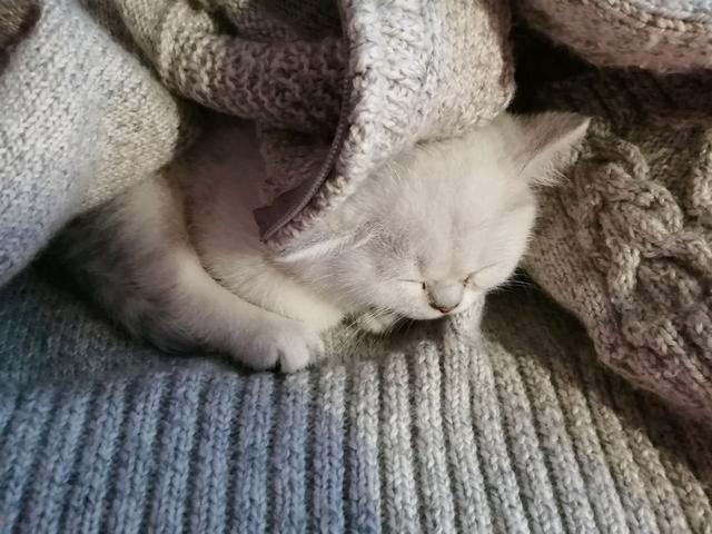 猫咪常见6种睡姿，猫咪的四种睡姿代表不同心理活动