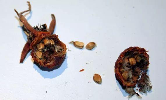 玫瑰花多久开花，玫瑰花多久开花结果（用玫瑰的种子进行繁殖）