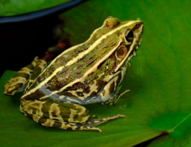 世界上有几种蛙类名字(赣南农村的几种常见青蛙)