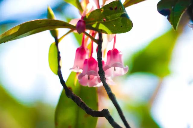野生吊钟花什么时候开花，吊钟花结果吗（鲜艳的春节红已提早报春）