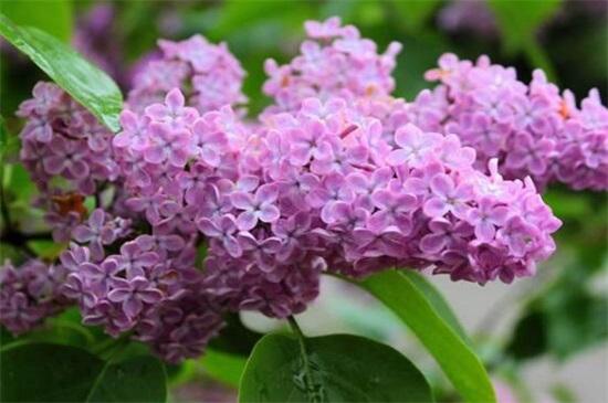 代表暗恋与守护的花,代表暗恋与守护的花朵(10种最适合告白的植物)