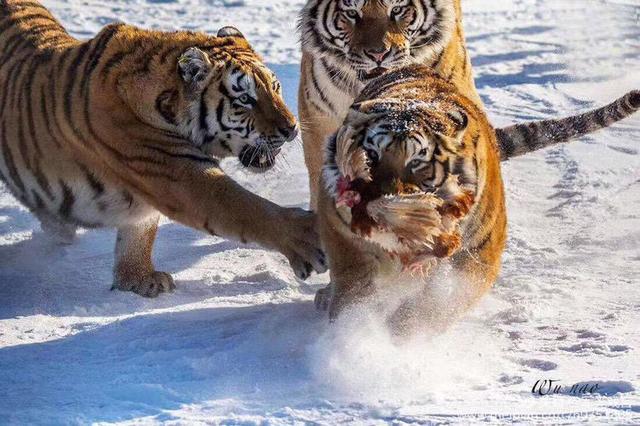 云末网名，云末（奇石美诗叹为观止）