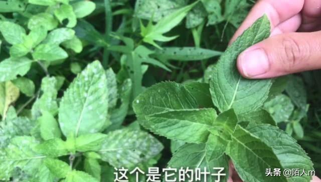 绍兴山上一种野草夏天用来泡茶喝，夏天采摘来泡水冰凉解暑又解渴