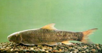 三叶唇鱼介绍，双唇鱼学名叫什么（鱼类：中国淡水鱼类图谱）