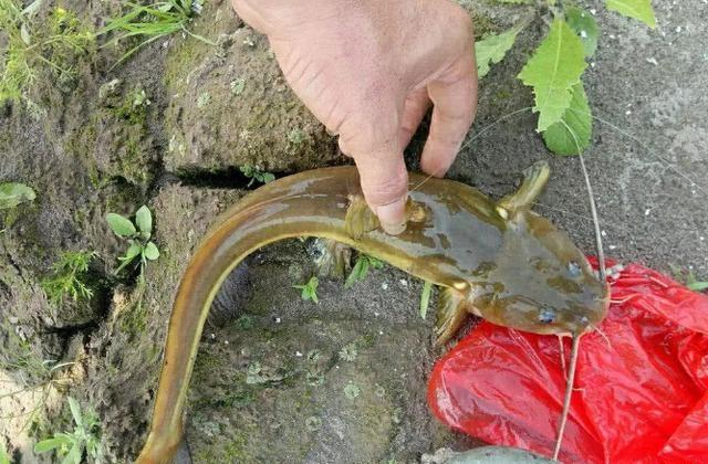 野生扁头鱼图片