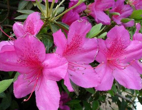 杜鹃花几月开花，杜鹃花什么时候开（不同品种不同时期开）