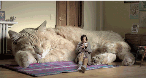 养猫对人的巨大危害，养猫对人的巨大危害有哪些（养猫的7个“害处”）