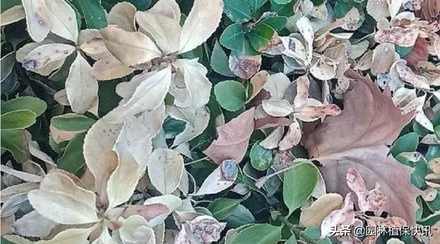 大叶黄杨白粉病，大叶黄杨病害怎样防治（大叶黄杨常见病害防治）