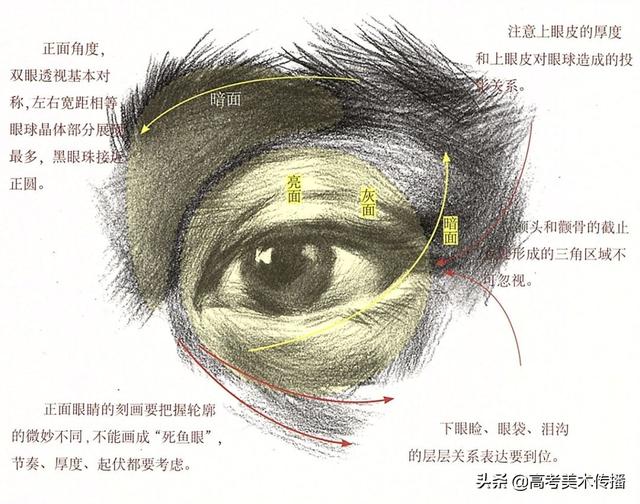 眉毛的结构图，眉毛的基本结构（五官及头、颈、肩关系解析）