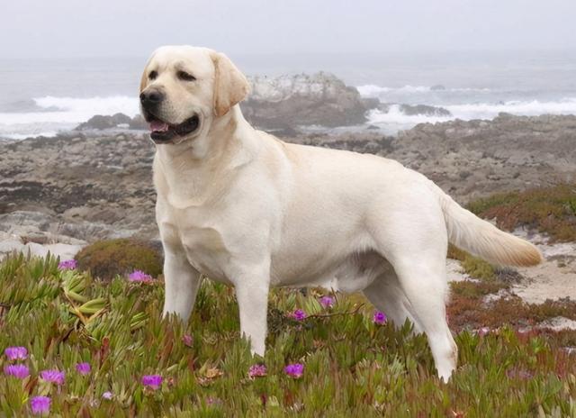 10大护卫犬，十大护卫犬有哪些（养过的都知道）