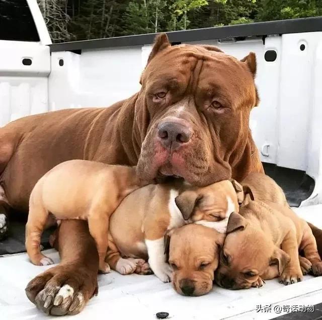 斑鬣狗和比特犬哪个厉害，斑鬣狗和比特犬哪个厉害点（比特犬能打过非洲鬣狗）