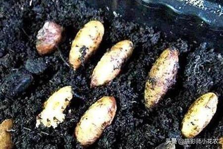 山竹种子怎么种植，山竹种子种植后什么时候结果（盆栽赏完还有果子吃）