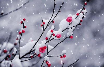 咏梅的古诗,写梅花的诗词名句(建议孩子们寒假晨读晚诵的30首咏梅诗词) 咏梅的古诗,写梅花的诗词名句(建议孩子们寒假晨读晚诵的30首咏梅诗词)