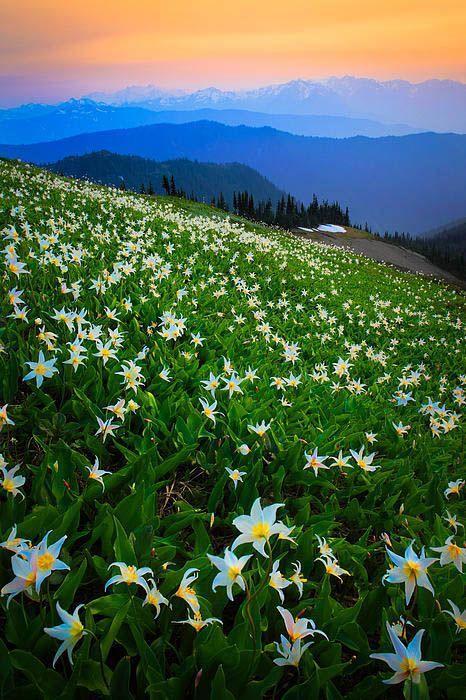花景生多云讲什么，花景生（漫山遍野的鲜花，满眼春光）