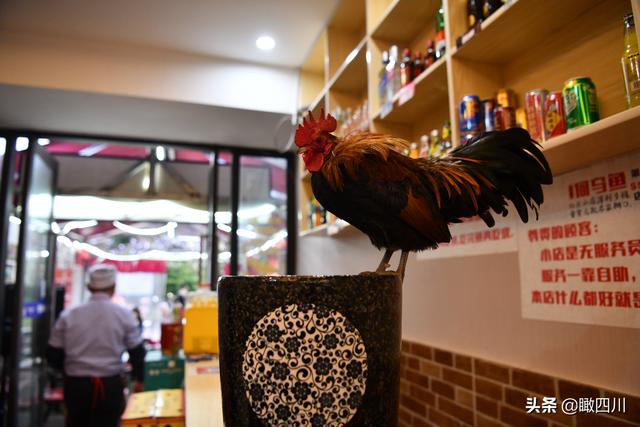 鸡的寓意和象征，鸡的象征意义（火锅店前台养活鸡当“招财鸡”）