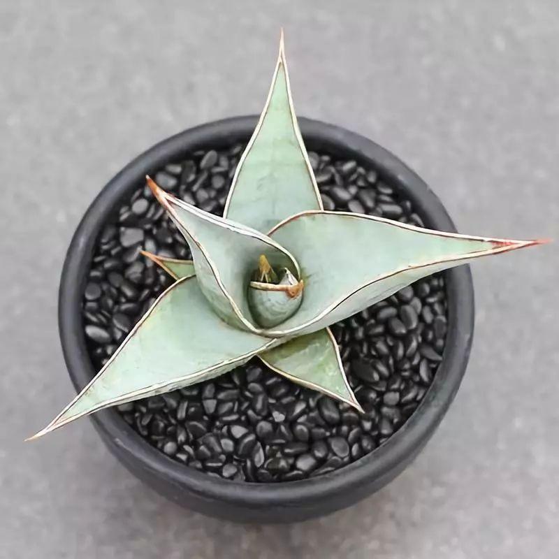 宝镜虎皮兰怎么养,他家的虎皮兰 - 玉三网