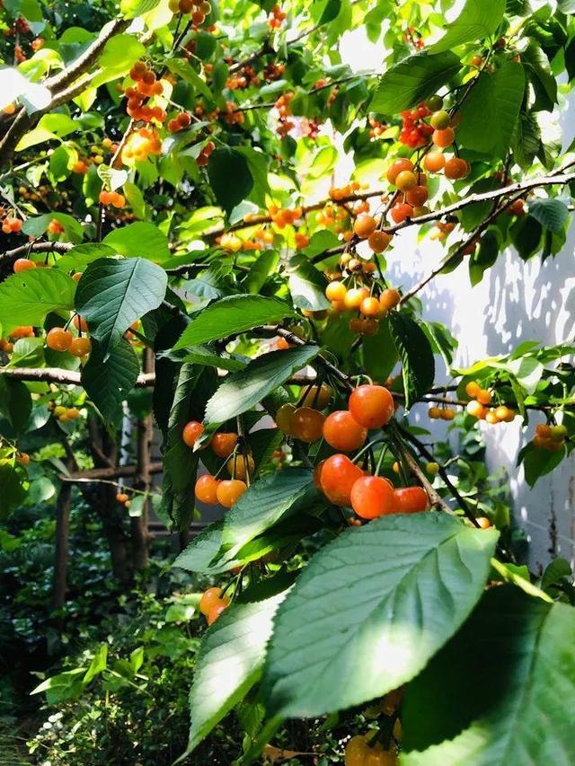 桂花树的风水禁忌，院子里种桂花树的风水禁忌（种在门口最有派头）