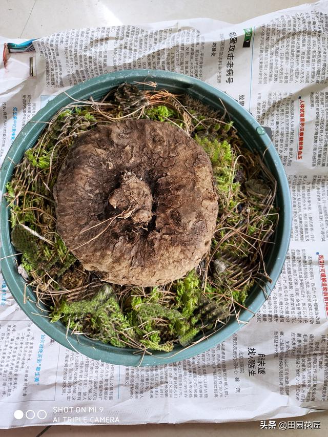 山龟植物怎么养最好，山龟植物怎么养（养殖超简单适合新手栽种）