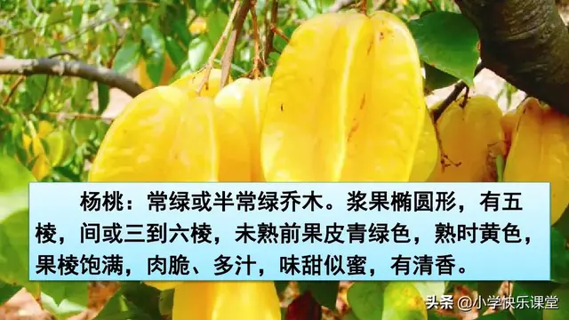 图组词及解释，图组词（小学语文部编版二年级下册第13课《画杨桃》知识点、图文解读）