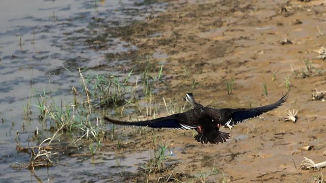 野鸭的种类有哪些，野鸭子有哪几种（TA就是野鸭中最靓的仔）