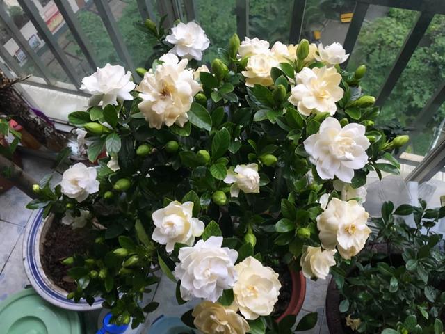 枯萎的花图片，枯萎的花（6种漂亮花，开完花“就枯萎”）