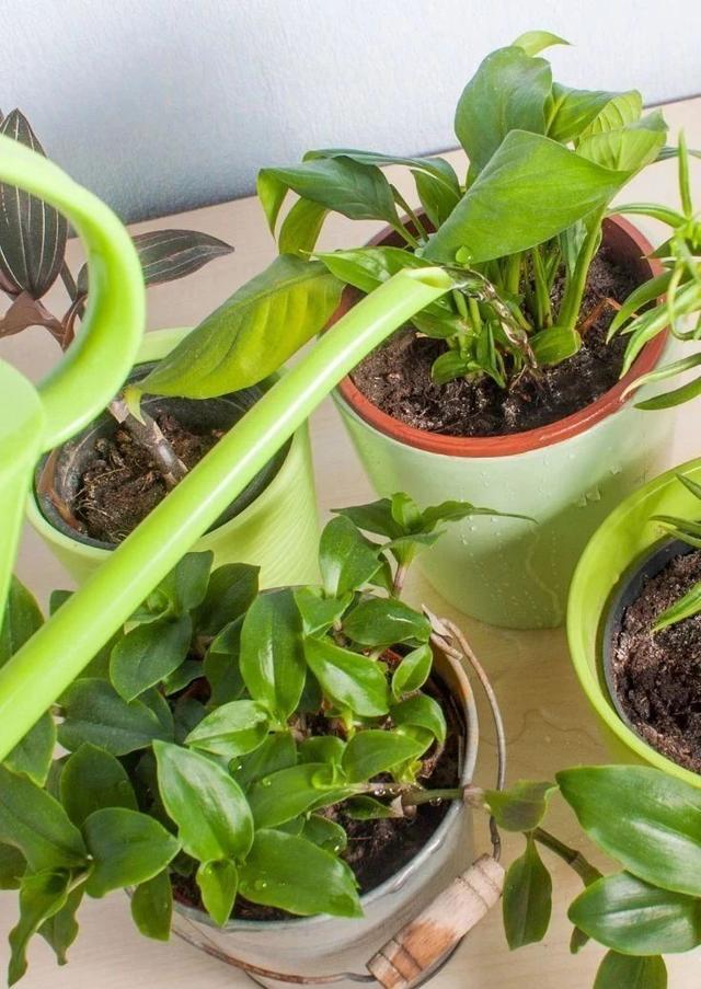 空气湿度多少合适，室内空气湿度多少正常（增加室内植物湿度的9种绝佳方法）