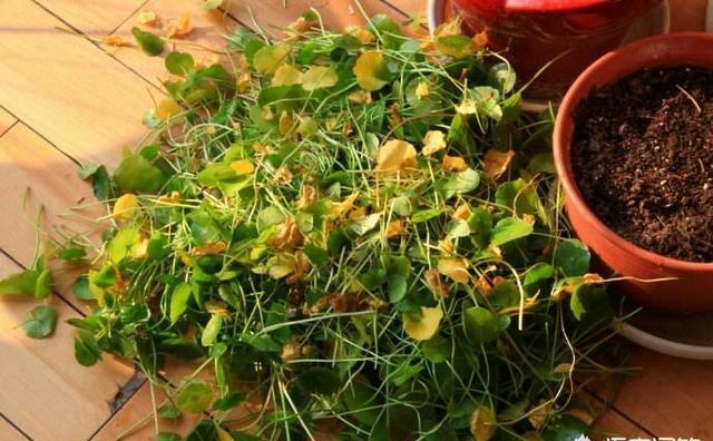 铜钱草，财源滚滚来你家（铜钱草的养殖方法和注意事项）