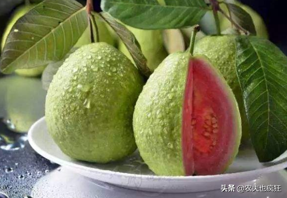 番石榴的功效与作用，亩产达9000斤（番石榴的功效与作用、禁忌和食用方法）