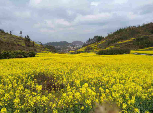 欲钱去树上找一找，欲钱去树上找一找是什么生肖（路过花瓣都能落头上）
