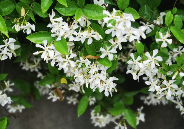 紫茉莉（紫茉莉花），农村院里的3种茉莉花（紫茉莉 茉莉）