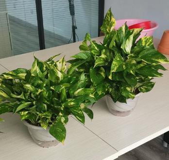 绿萝叶子发黄的原因及解决方法，绿萝叶子发黄（绿萝叶子发黄干枯是什么原因）