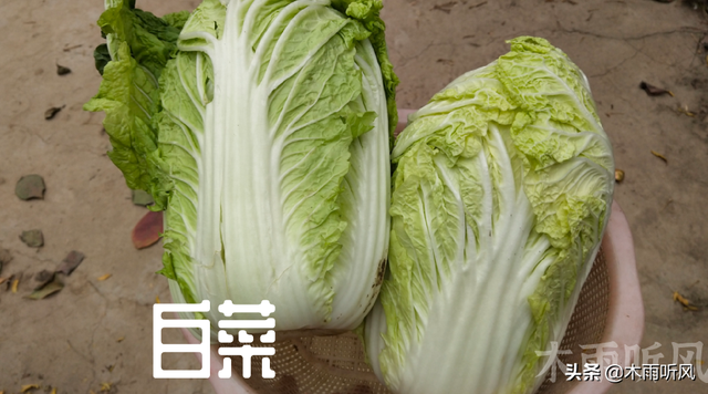 白菜什么时候播种，大白菜什么时候播种（什么时间种植大白菜最好）