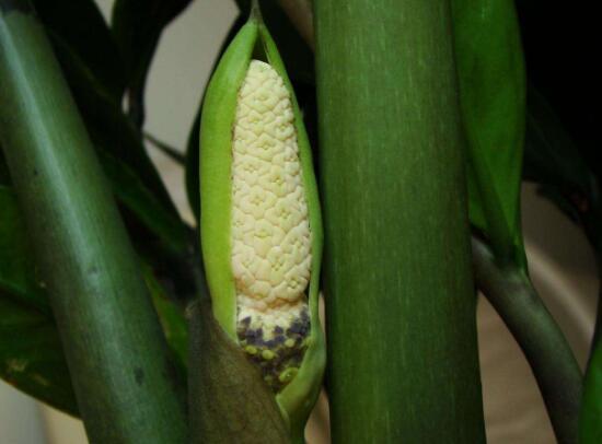 金钱树开花预示什么，金钱树（金钱树怎样扦插繁殖）