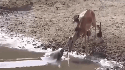 鲨鱼是不是鱼，为什么潜水员可以和鲨鱼接触（鲨鱼鱼是鱼吗 为什么）