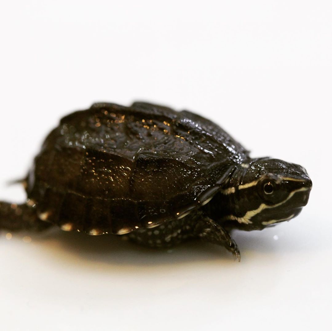 乌龟的种类图片大全(说说观赏龟中为数不多的可以合理合法饲养的品种)