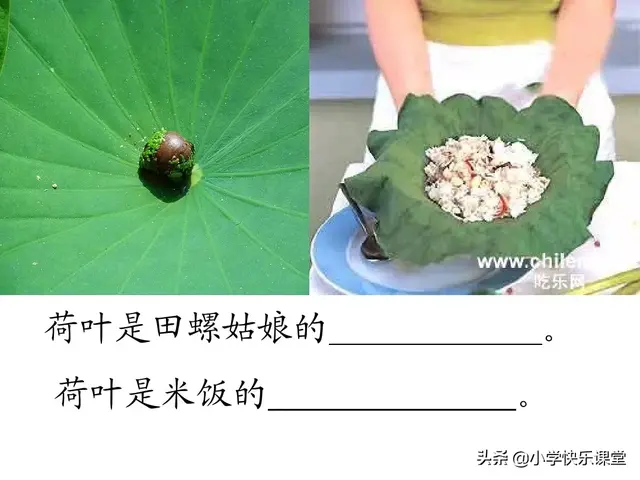 一什么荷叶一什么凉伞，荷叶是小雨的凉伞（小学部编版一年级下册语文课文13《荷叶圆圆》图文解读+知识点）