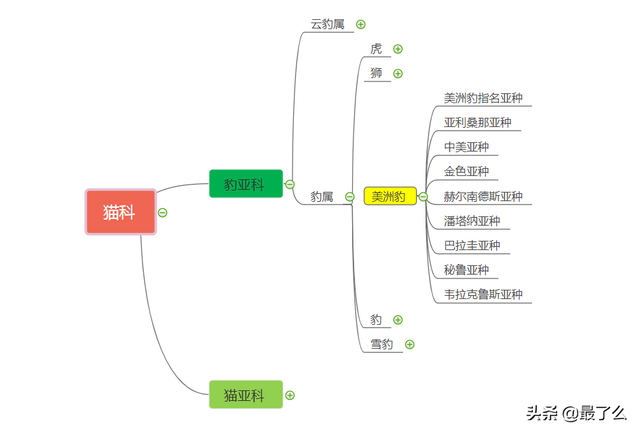 美洲豹和黑美洲狮有什么区别，一篇文章带你读懂大型猫科动物分类