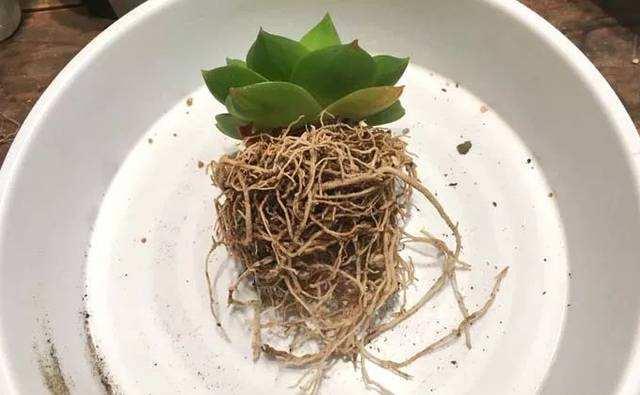 多肉修根，未必，小心修错影响生长（多肉修根后多久可以上盆浇水）