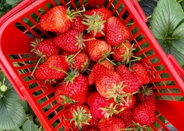 草莓基地在哪里，草莓的产地是哪（成都5个草莓基地）