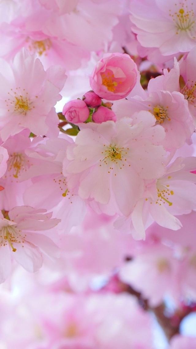 粉色樱花背景图,粉色樱花背景图片(粉色系壁纸,风景壁纸)